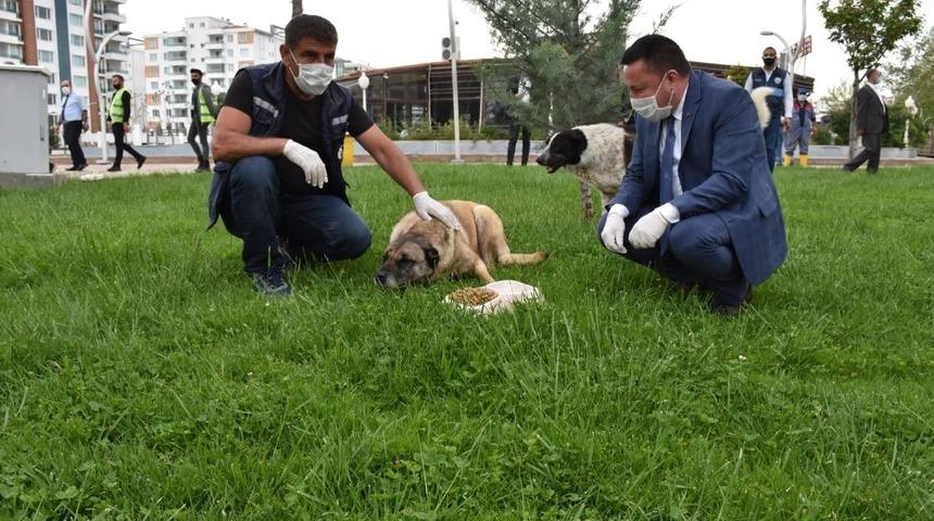 Başkan Beyoğlu sokak hayvanları i&ccedil;in mama bıraktı