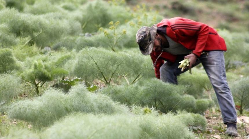 Şifa kaynağı ışkın tezgahlardaki yerini aldı