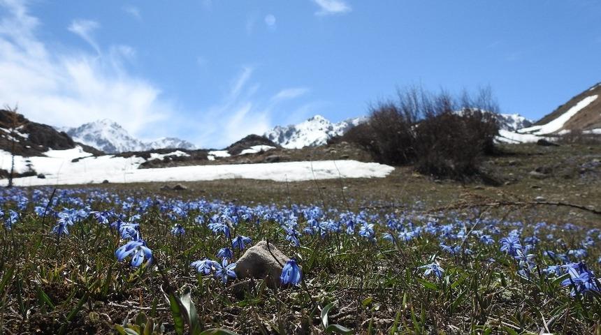 Baharın m&uuml;jdecisi &ccedil;iğdem ve nergisler Erzincan&rsquo;da g&ouml;rsel ş&ouml;len sunuyor
