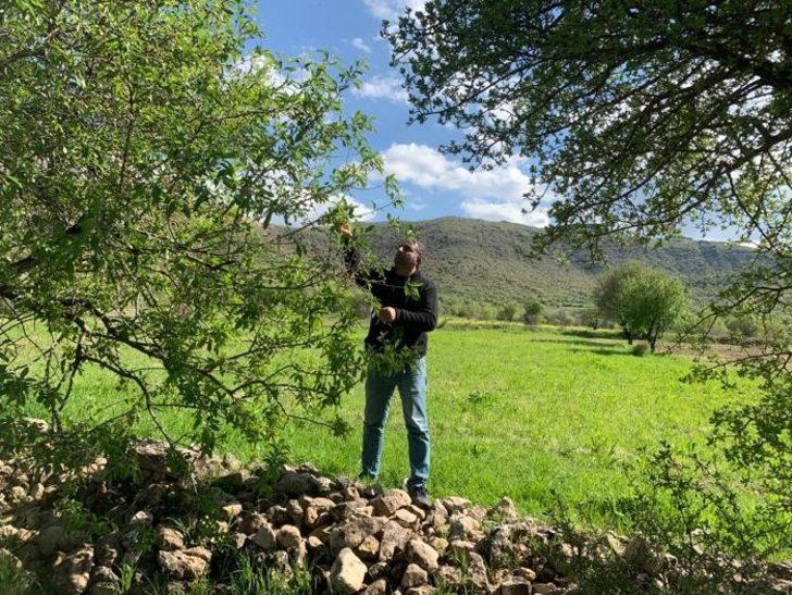 Gercüş’te çağla hasadı başladı G1