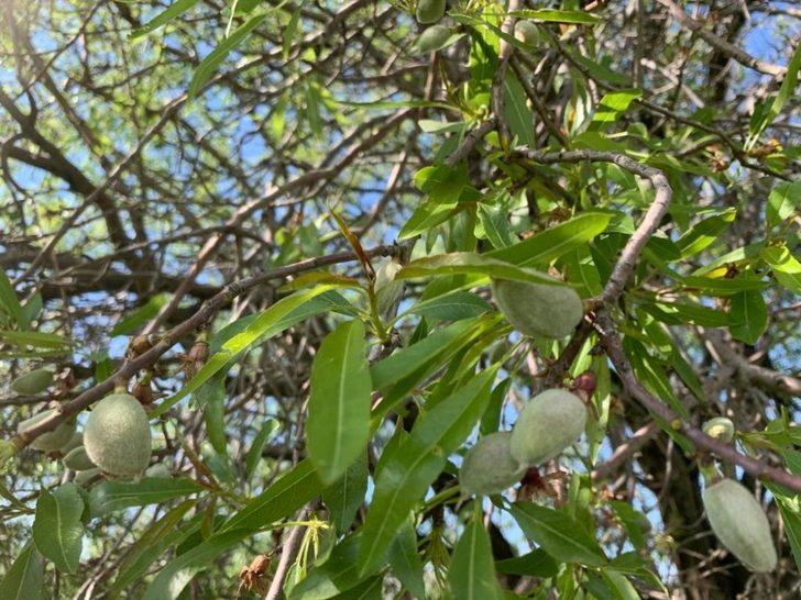 Gercüş’te çağla hasadı başladı G2