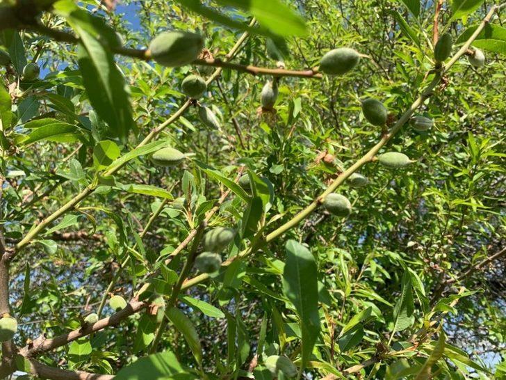 Gercüş’te çağla hasadı başladı G3