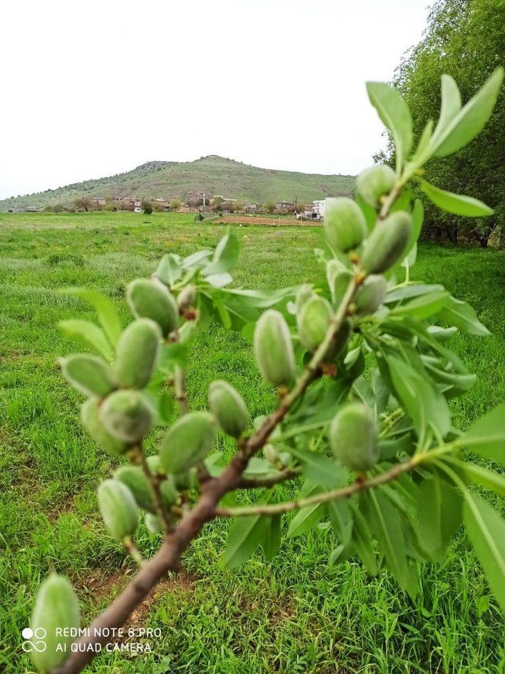 Gercüş’te çağla hasadı başladı G4