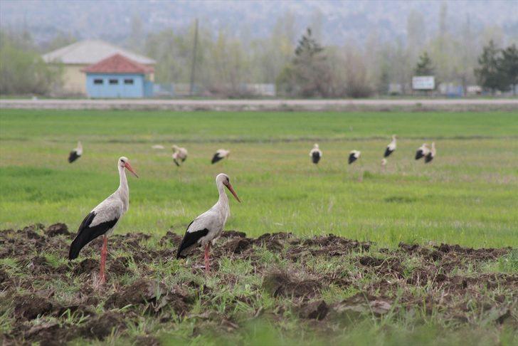 Traktörün peşine takılan leyleklerin solucan, fare ve böcek avı G2