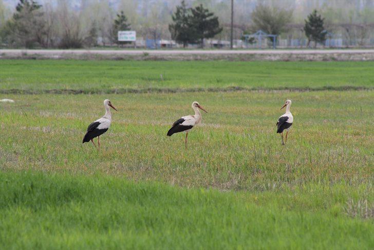 Traktörün peşine takılan leyleklerin solucan, fare ve böcek avı G3