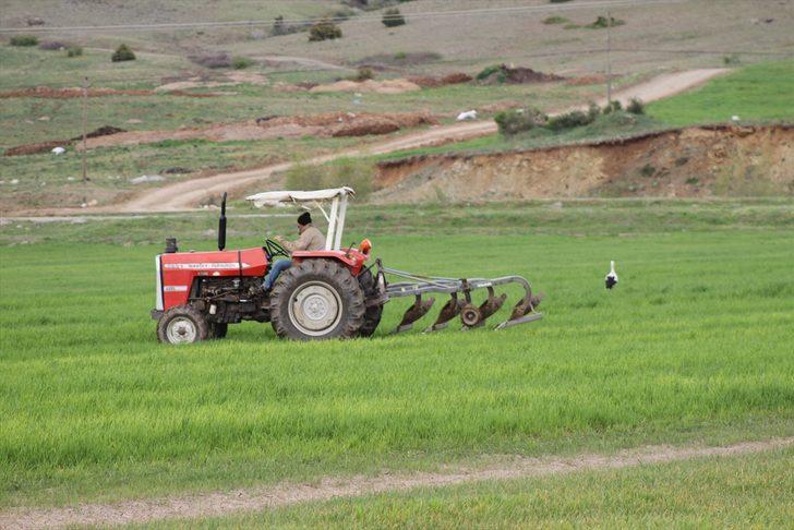 Traktörün peşine takılan leyleklerin solucan, fare ve böcek avı G5