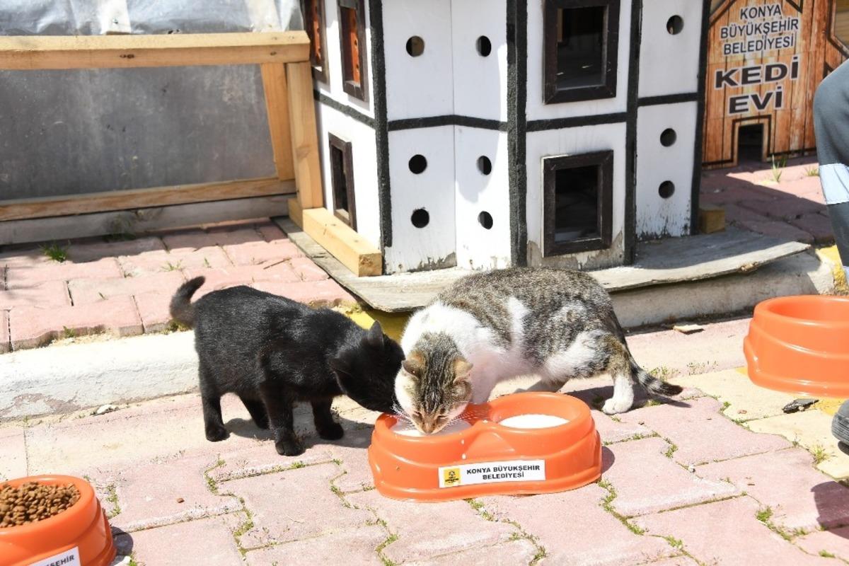 Konya&rsquo;da sokak hayvanları a&ccedil; kalmıyor