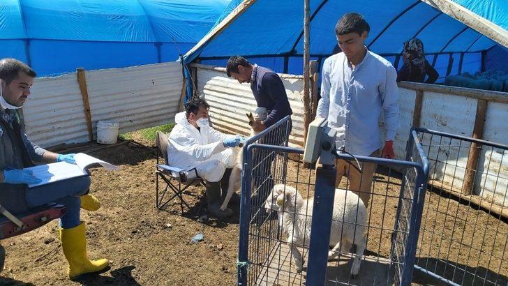 Müdür Özçalık: "Halk elinde küçükbaş hayvan ıslahı ülkesel projesi meyvelerini veriyor" G1