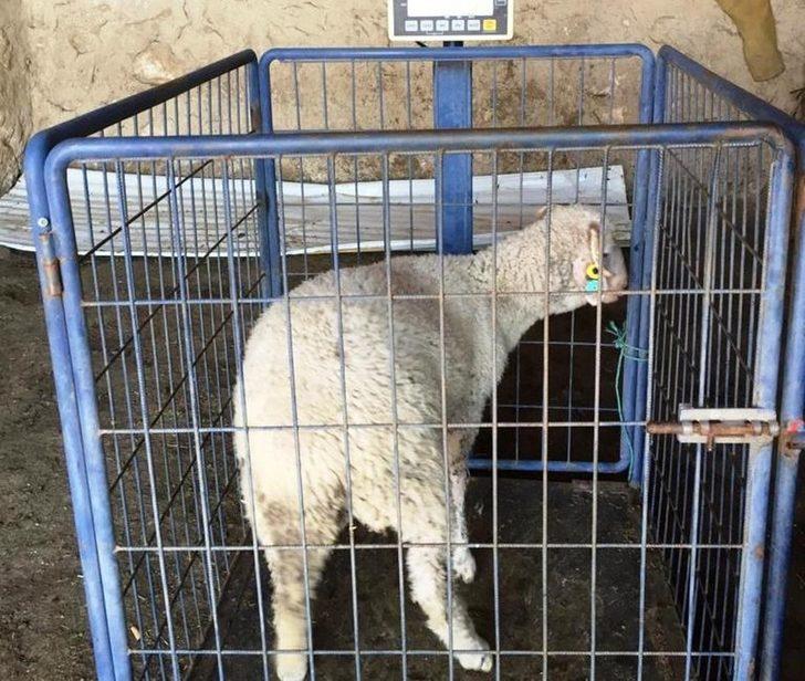 Müdür Özçalık: "Halk elinde küçükbaş hayvan ıslahı ülkesel projesi meyvelerini veriyor" G2