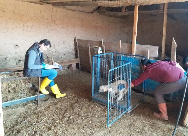 Müdür Özçalık: "Halk elinde küçükbaş hayvan ıslahı ülkesel projesi meyvelerini veriyor" G3