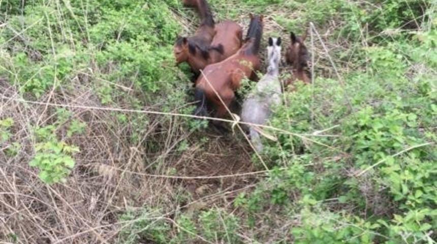 Sason’da çalılıklar arasında mahsur kalan atlar kurtarıldı