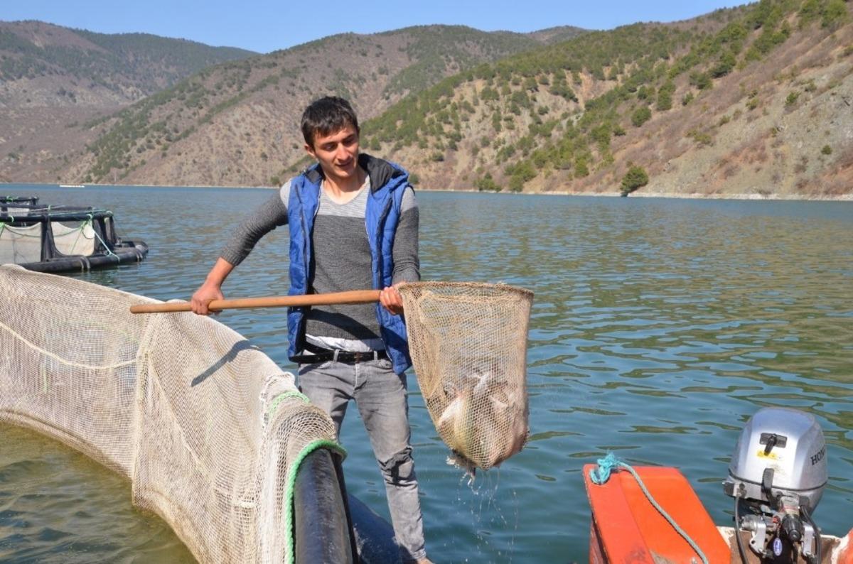 Karadere Barajında her ge&ccedil;en g&uuml;n balık &uuml;retimi artıyor