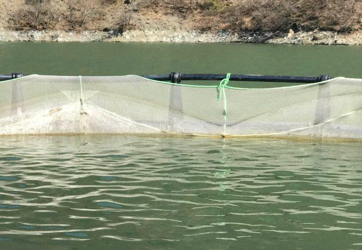 Karadere Barajında her geçen gün balık üretimi artıyor G2