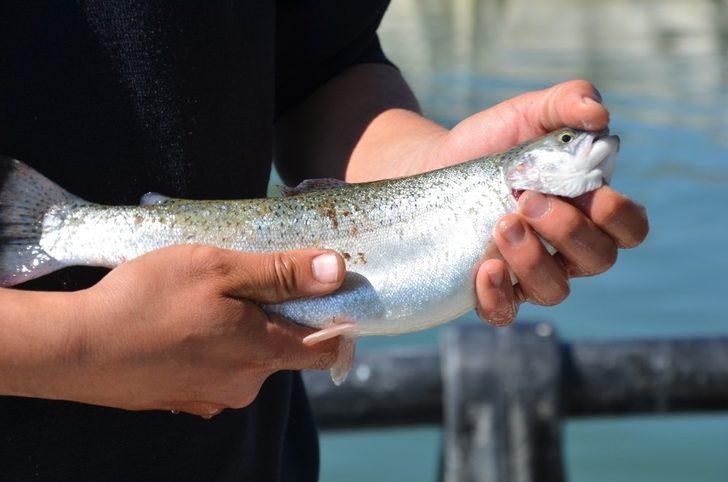 Karadere Barajında her geçen gün balık üretimi artıyor G3