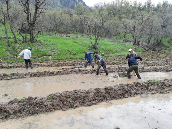 Irak sınırında imece usulü çeltik ekimi G1