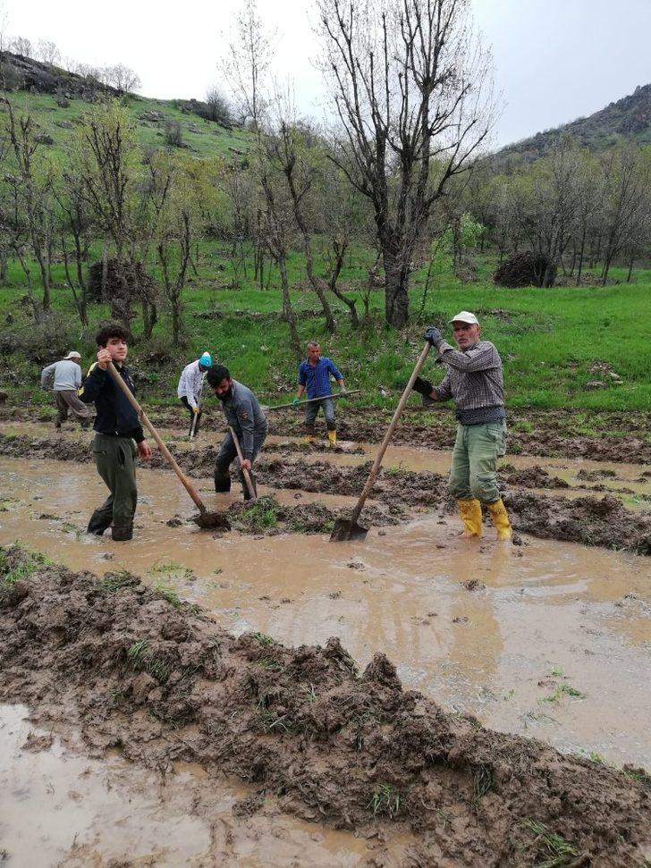 Irak sınırında imece usulü çeltik ekimi G2