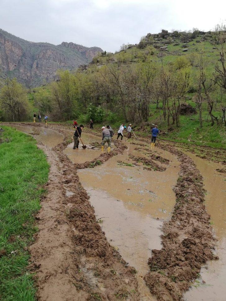 Irak sınırında imece usulü çeltik ekimi G3