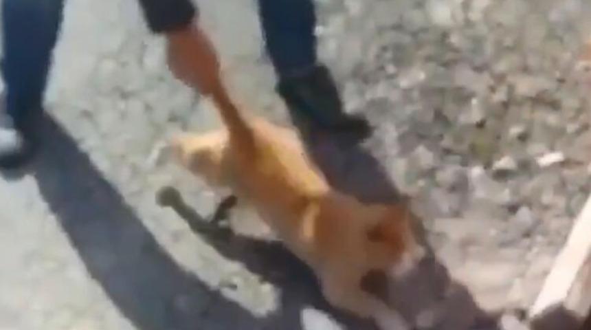 Kahramanmaraş'ın Elbistan il&ccedil;esindeki g&ouml;r&uuml;nt&uuml;ler b&uuml;y&uuml;k tepki &ccedil;ekmişti! Cezası belli oldu