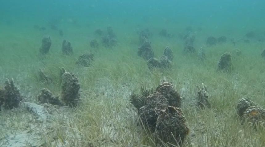 Çanakkale Boğazı'nda 'Pina' mezarlığı görüntülendi