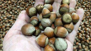 T&uuml;rkiye en fazla fındığı İtalya'ya sattı