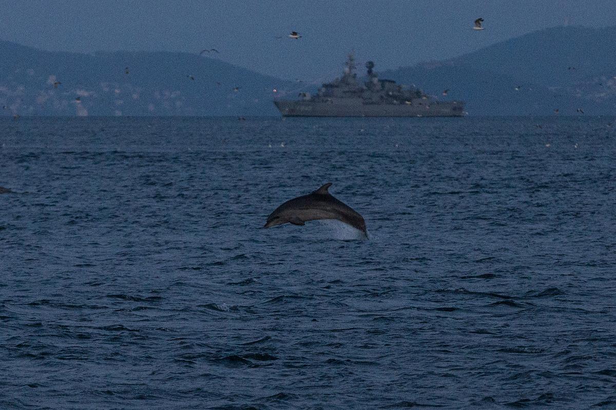 Sarayburnu'nda yunuslardan g&ouml;rsel ş&ouml;len