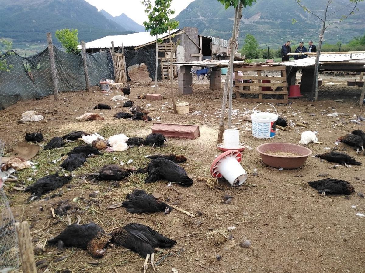 K&ouml;pekler, 120 tavuğu telef etti