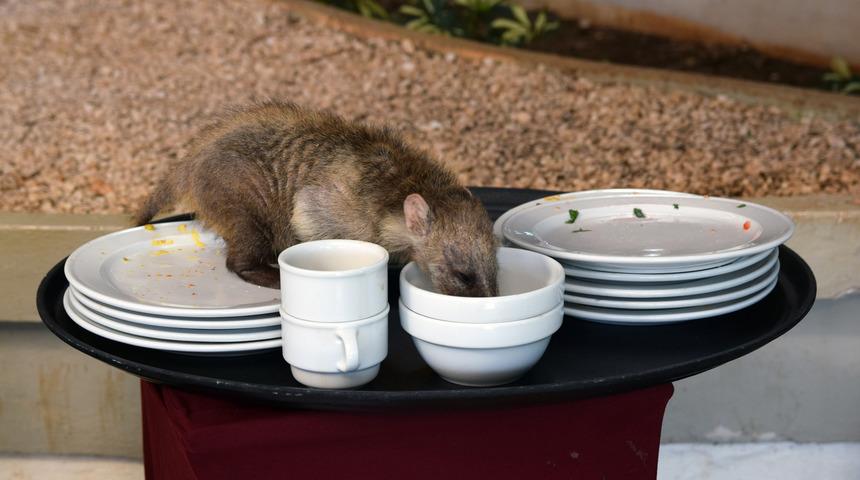 'Koronavir&uuml;s de dahil t&uuml;m 'zoonotik' hastalıkların sorumluluğu insana ait'