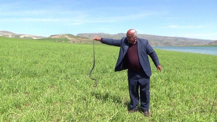 Eliyle yakaladığı yılanla fotoğraf çektirdi G3