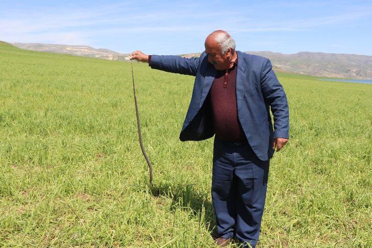 Eliyle yakaladığı yılanla fotoğraf çektirdi G4