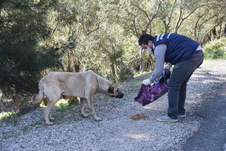 Sokak hayvanlarına mama desteği sürüyor G1