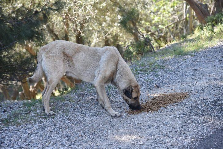 Sokak hayvanlarına mama desteği sürüyor G5