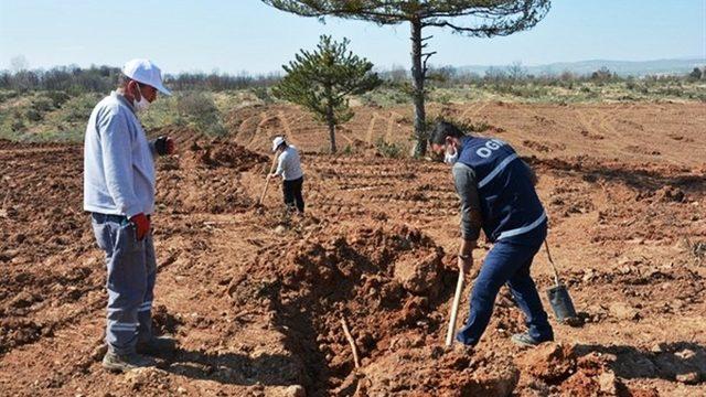 Kütahya Orman Bölge Müdürlüğü gelir getirici meyve dikimine başladı