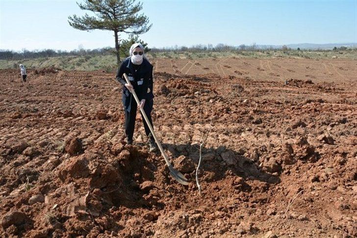 Kütahya Orman Bölge Müdürlüğü gelir getirici meyve dikimine başladı G2
