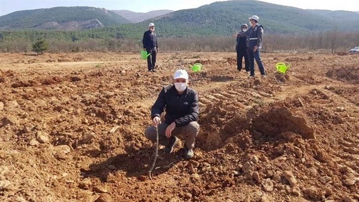 Kütahya Orman Bölge Müdürlüğü gelir getirici meyve dikimine başladı G3