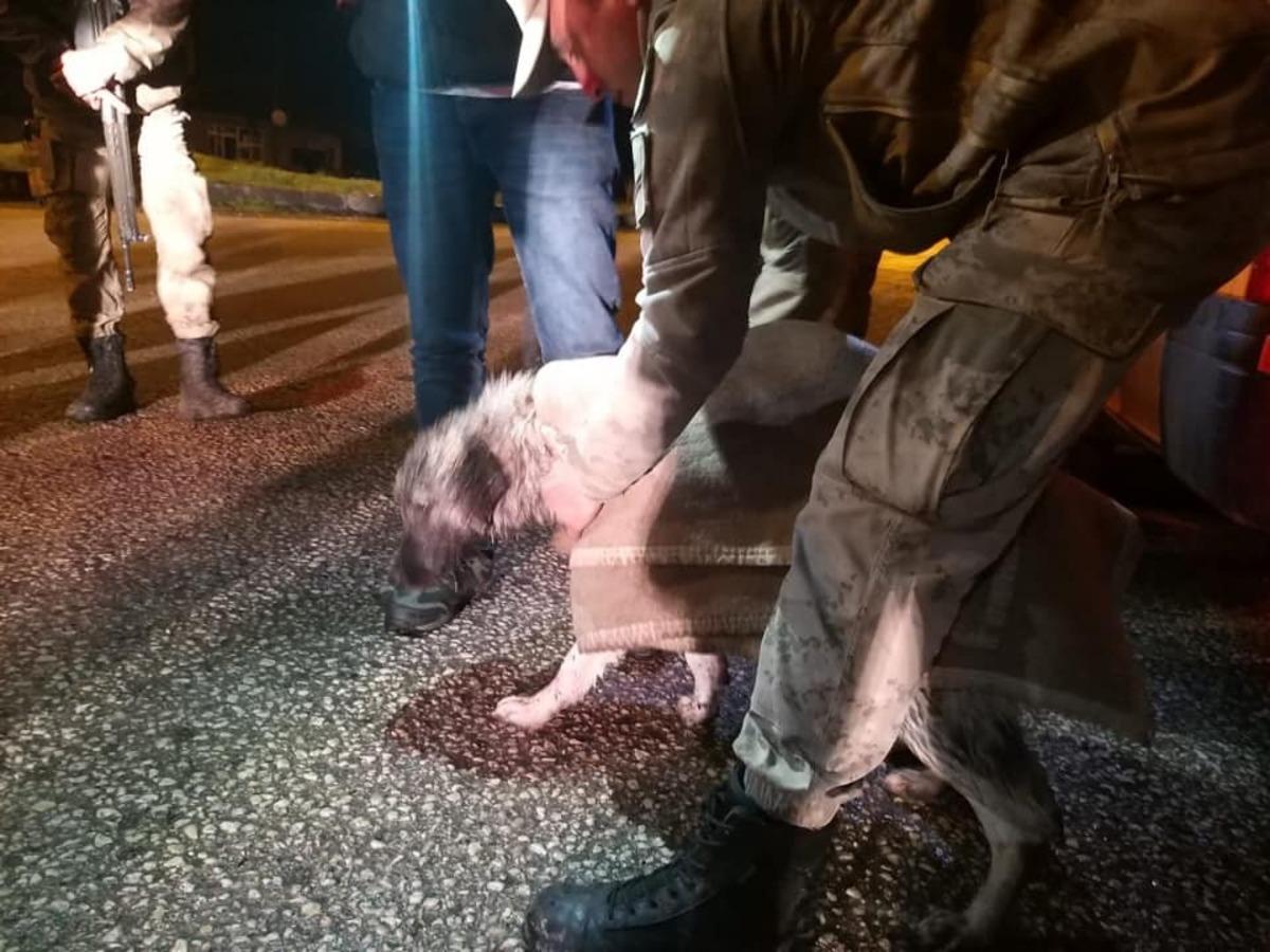 Kars&rsquo;ta mahsur kalan k&ouml;pekler kurtarıldı