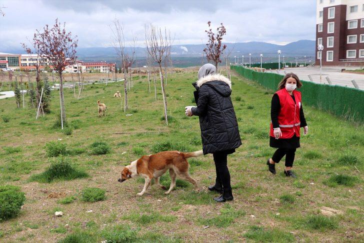 Kastamonu'da Türk Kızılay Kadın Kolları gönüllüleri sokak hayvanlarını besledi G1