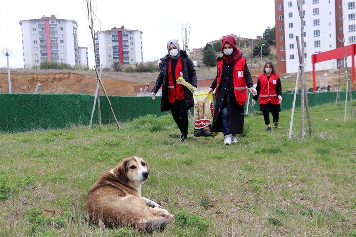 Kastamonu'da Türk Kızılay Kadın Kolları gönüllüleri sokak hayvanlarını besledi G2
