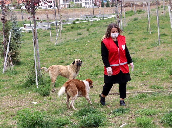 Kastamonu'da Türk Kızılay Kadın Kolları gönüllüleri sokak hayvanlarını besledi G3