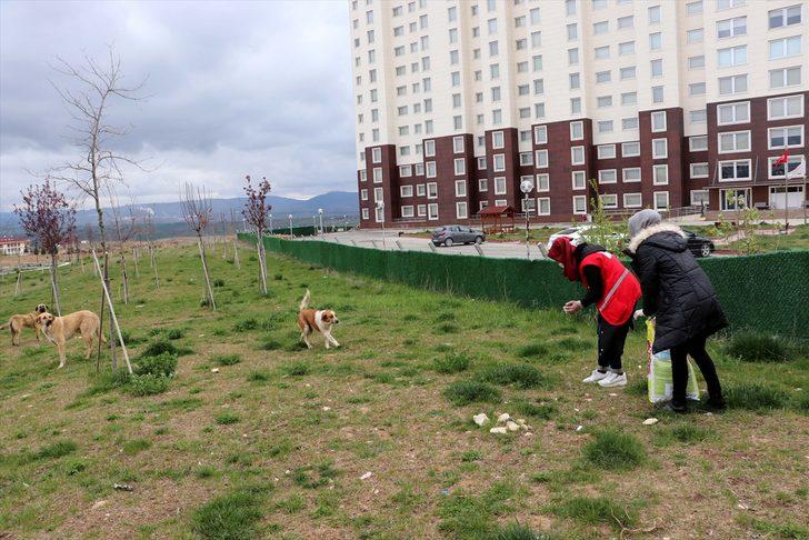 Kastamonu'da Türk Kızılay Kadın Kolları gönüllüleri sokak hayvanlarını besledi G4