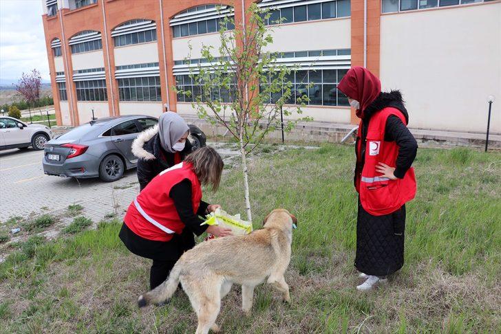 Kastamonu'da Türk Kızılay Kadın Kolları gönüllüleri sokak hayvanlarını besledi G5
