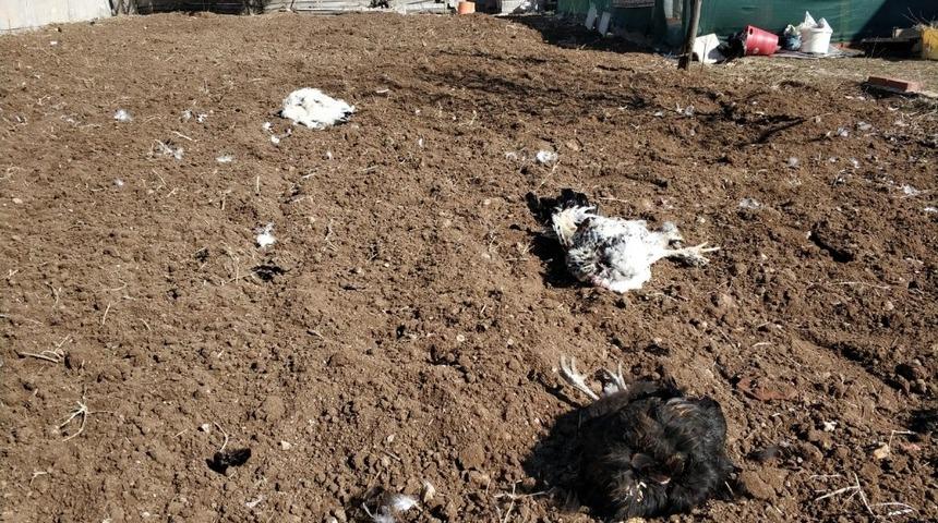 Kümesine dadanan sansar 20 tavuğunu telef etti