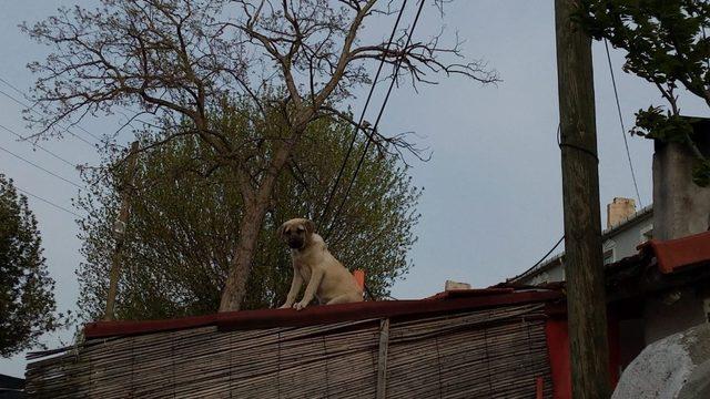 Tekirdağ’da gülümseten kare