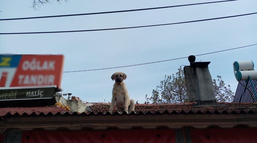 Tekirdağ&rsquo;da g&uuml;l&uuml;mseten kare