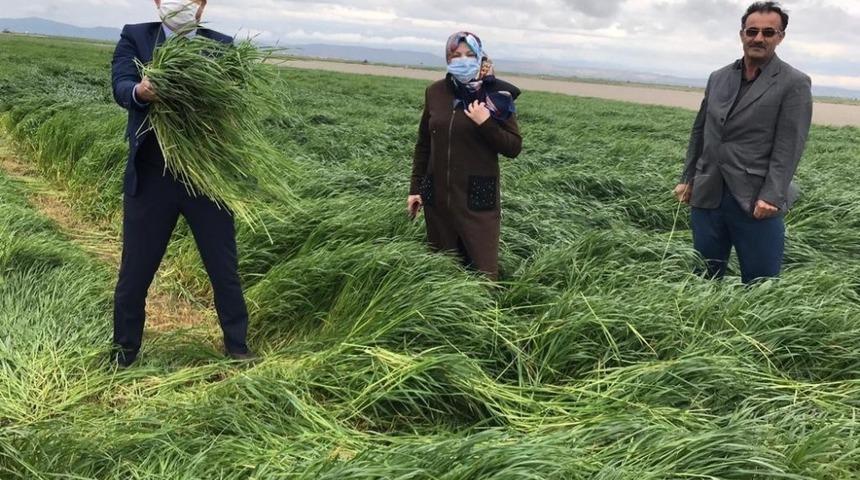 Yem bitkisi S&uuml;totu Elif Aksaray&rsquo;da tuttu