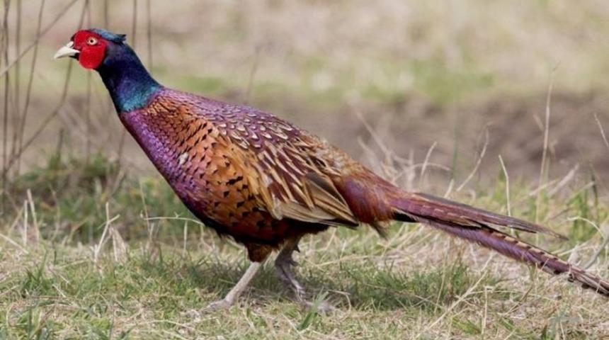 Ordu&rsquo;da kene m&uuml;cadelesine karşı 4 bin s&uuml;l&uuml;n ve keklik salındı