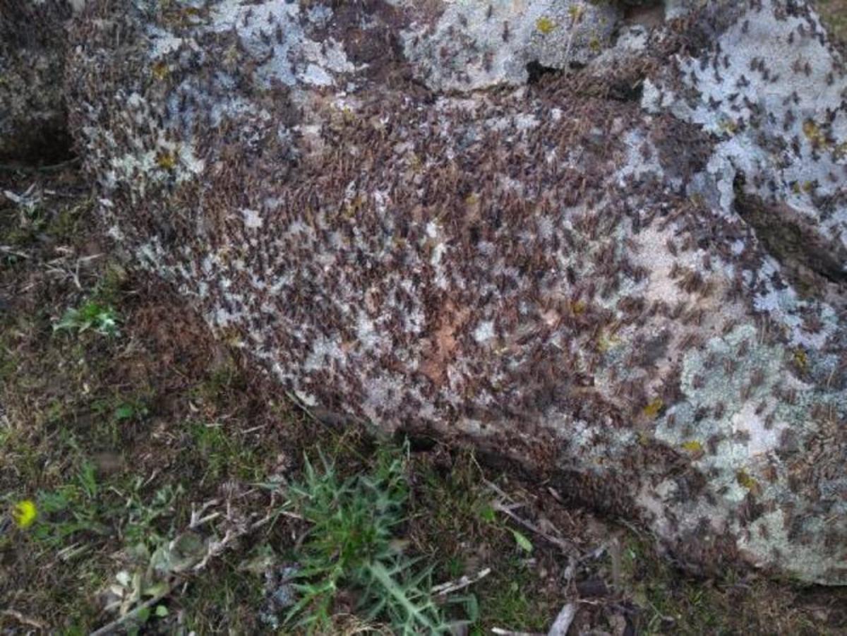 Prof. Dr. Ali Satar'dan &ccedil;ekirge istilasını bitirecek &ouml;neri