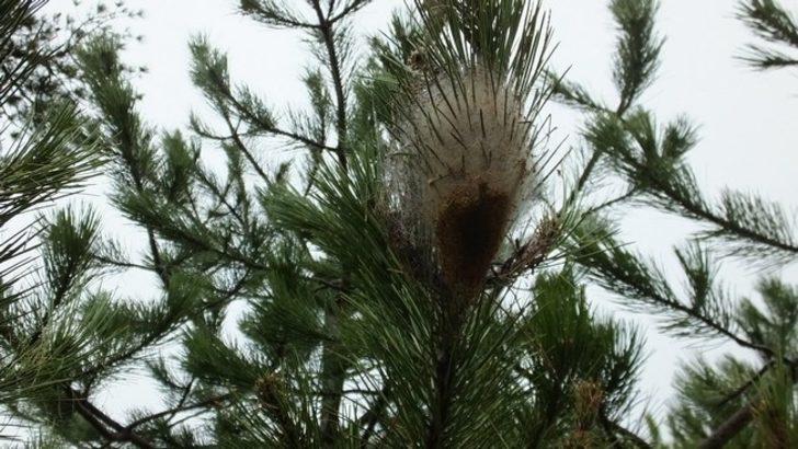 İzmir’de 2 bin 345 adet terminatör böcek ormana bırakıldı G3