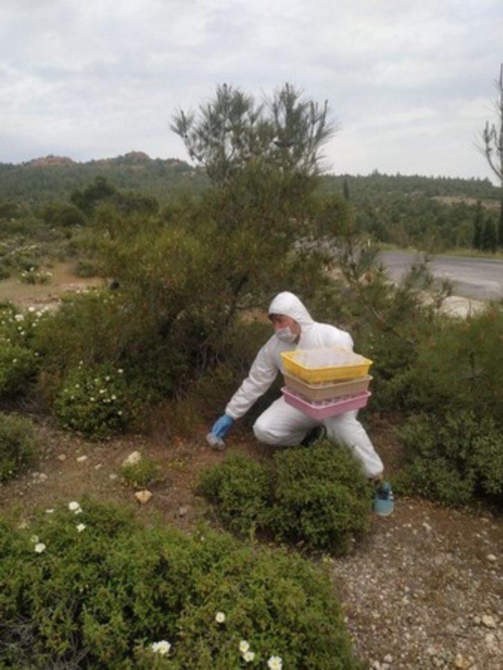 İzmir’de 2 bin 345 adet terminatör böcek ormana bırakıldı G4