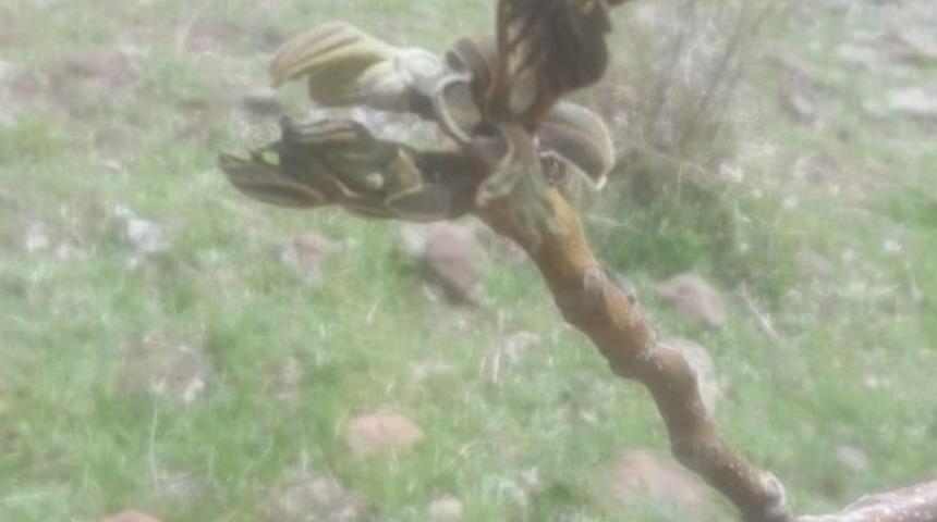 Hekimhan ve Kuluncak&rsquo;ta zirai don