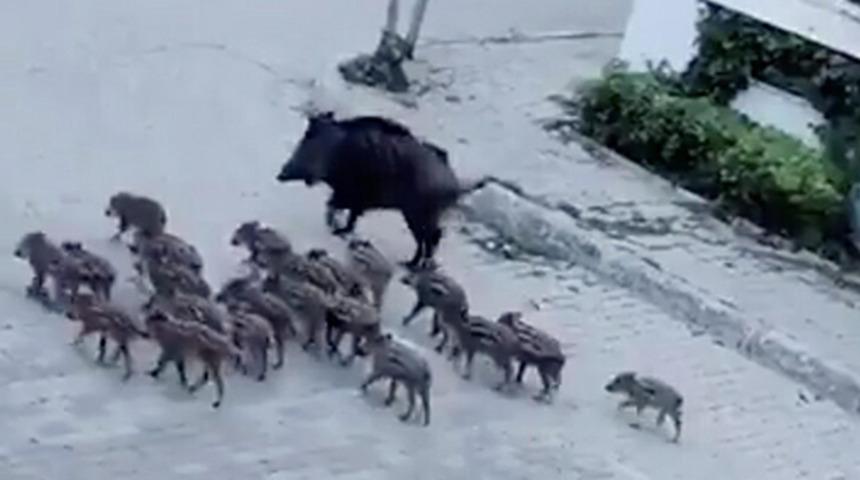 Domuz s&uuml;r&uuml;s&uuml;n&uuml;n Marmaris sokaklarına indiği anlar kamerada